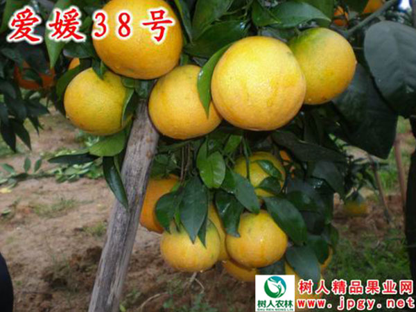 早熟蜜桔熟了 等你來(lái)撩