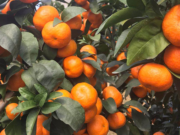 現(xiàn)代果業(yè)經(jīng)營(yíng)規(guī)模和方式