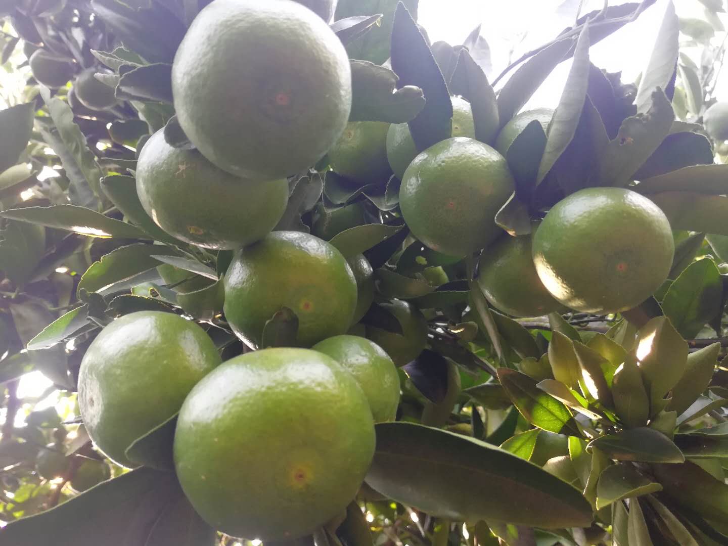 早熟蜜桔熟了 等你來撩