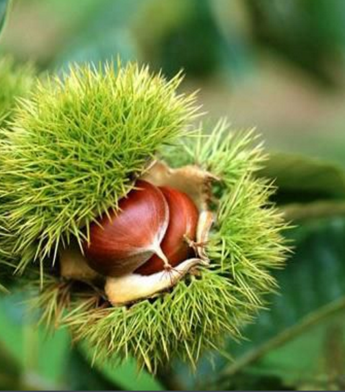 板栗栽培技術(shù)