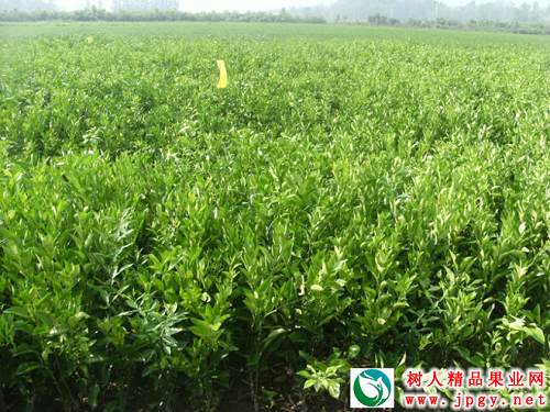 常德市樹(shù)人農(nóng)業(yè)科技開(kāi)發(fā)有限公司寬皮柑橘類(lèi)重點(diǎn)推廣品種