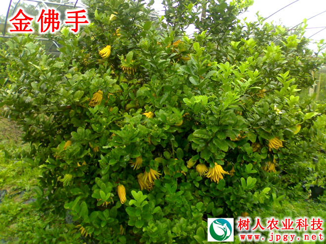 金佛手