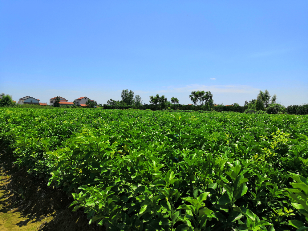 因?yàn)閷Ｗⅲ詫I(yè)