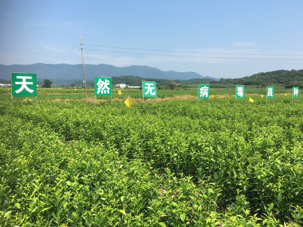 十月小陽(yáng)春，栽苗好季節(jié)