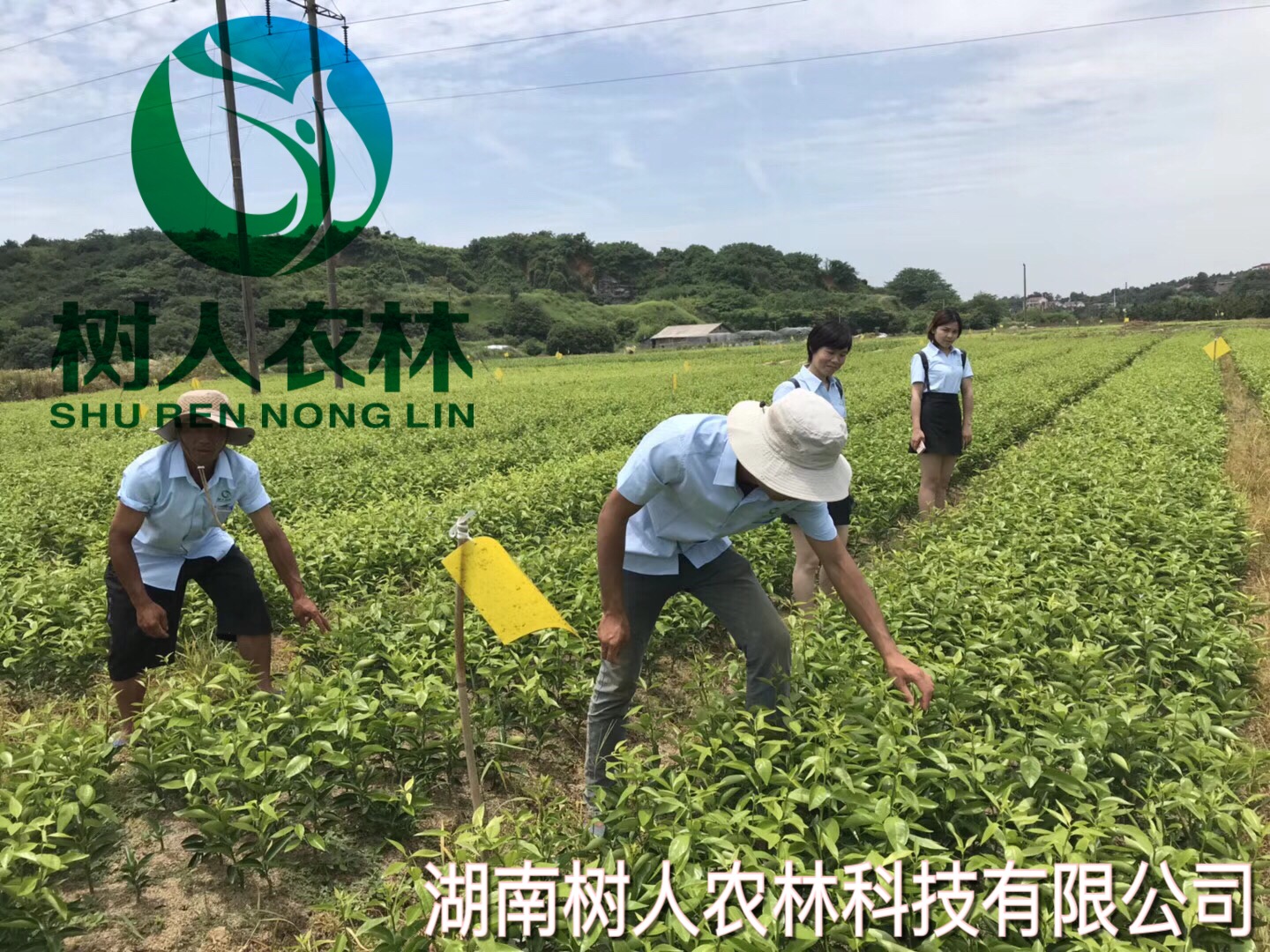 柑橘苗實(shí)拍-7月10日