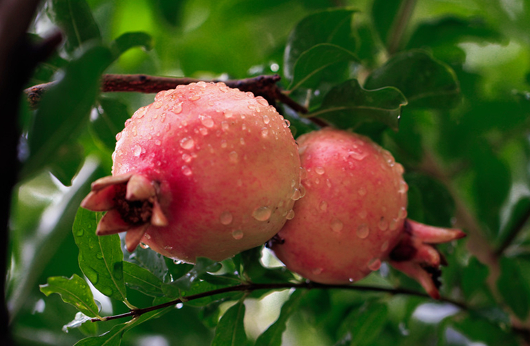 關(guān)注古老樹種 石榴迎來(lái)綠化新商機(jī)