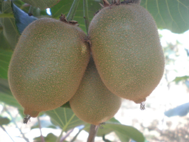 防止獼猴桃落果的有效辦法