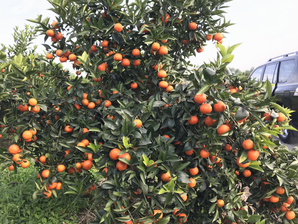 柑桔優(yōu)質高產栽培技術