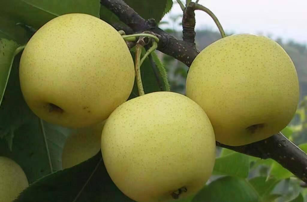 梨樹7月-12月病蟲害防治指南