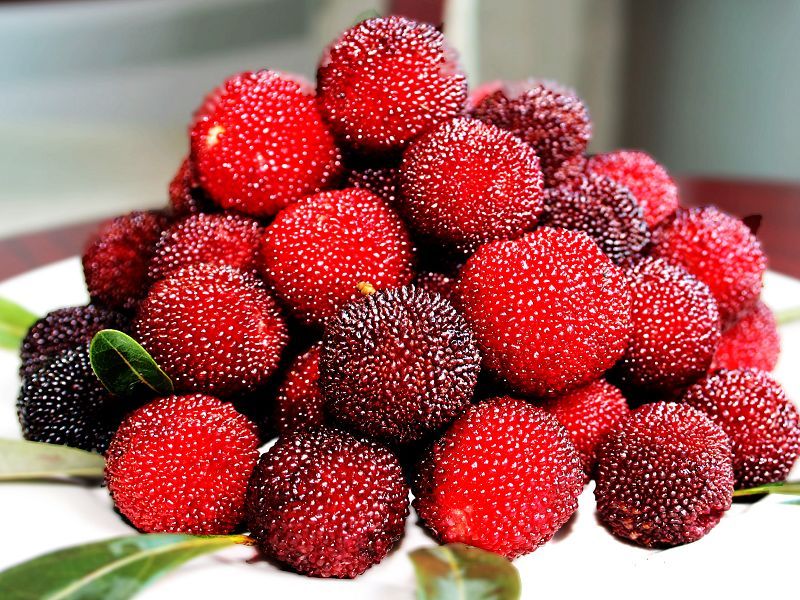 楊梅主要病蟲害防治技術(shù)