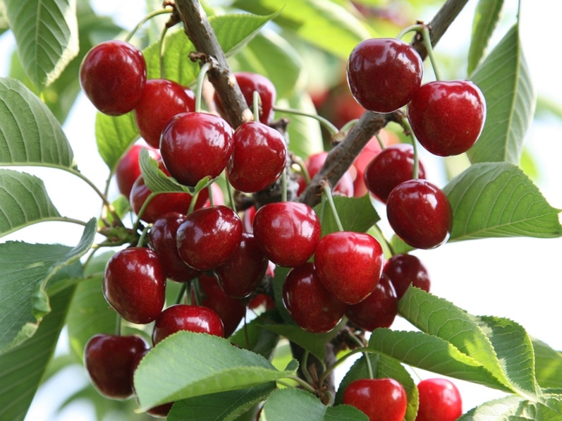 櫻桃栽培技術(shù)