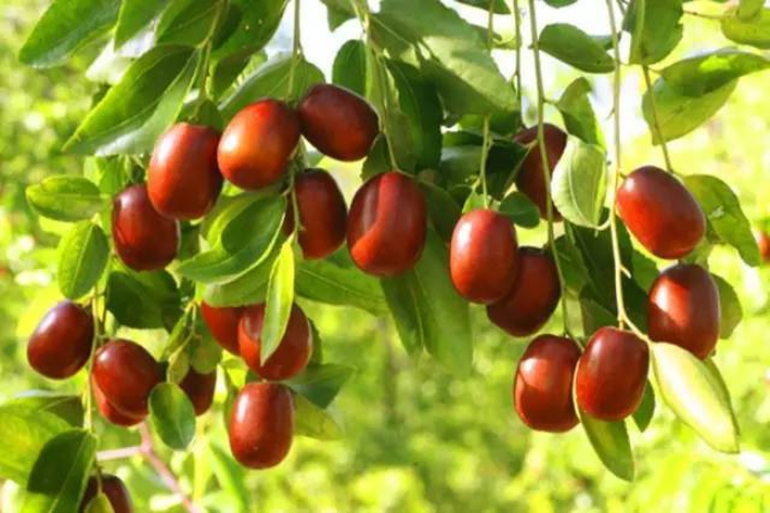 棗樹栽培技術(shù)