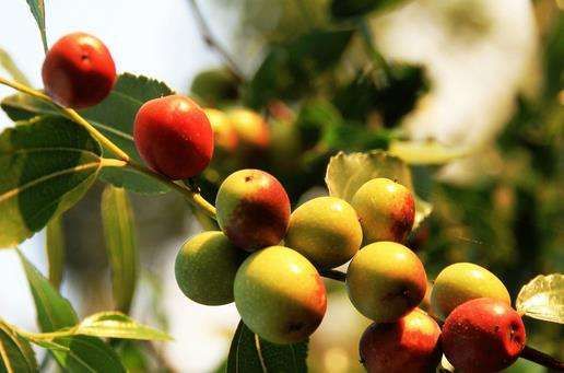 棗樹常用農(nóng)藥的使用方法介紹