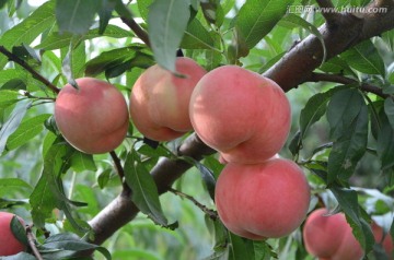 選品種定苗木,栽桃關(guān)鍵是技術(shù)