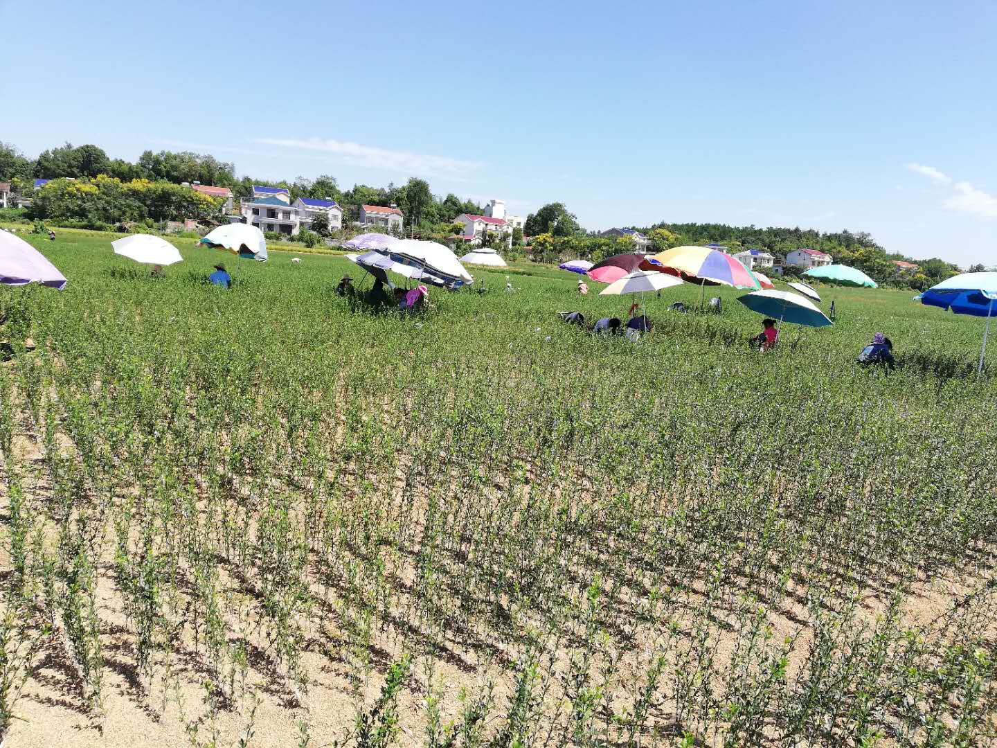 億霖木業(yè)搞“合作造林” 重慶狂騙6000萬