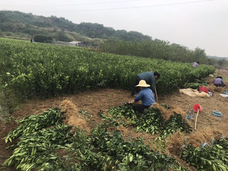 三大創(chuàng)新構(gòu)建出我國科技服務(wù)農(nóng)業(yè)生產(chǎn)新格局