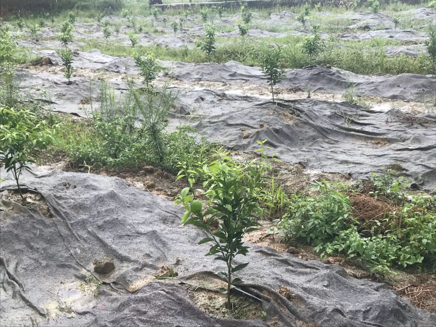 全國以水果為抵押物的金融產(chǎn)品試點(diǎn)