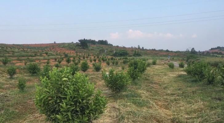 農(nóng)副產(chǎn)品購銷合同條例