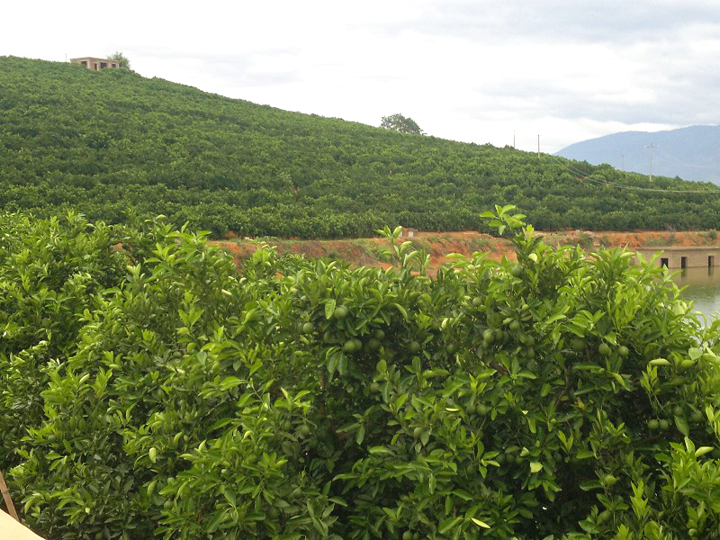 云南省玉溪市柑桔產(chǎn)區(qū)粗略調(diào)查與分析