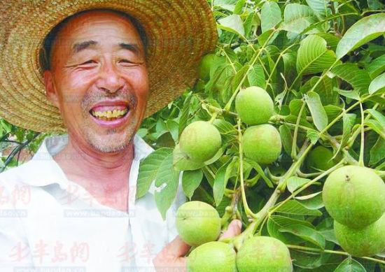 退休教師成核桃專家 發(fā)展立體種植年入近百萬