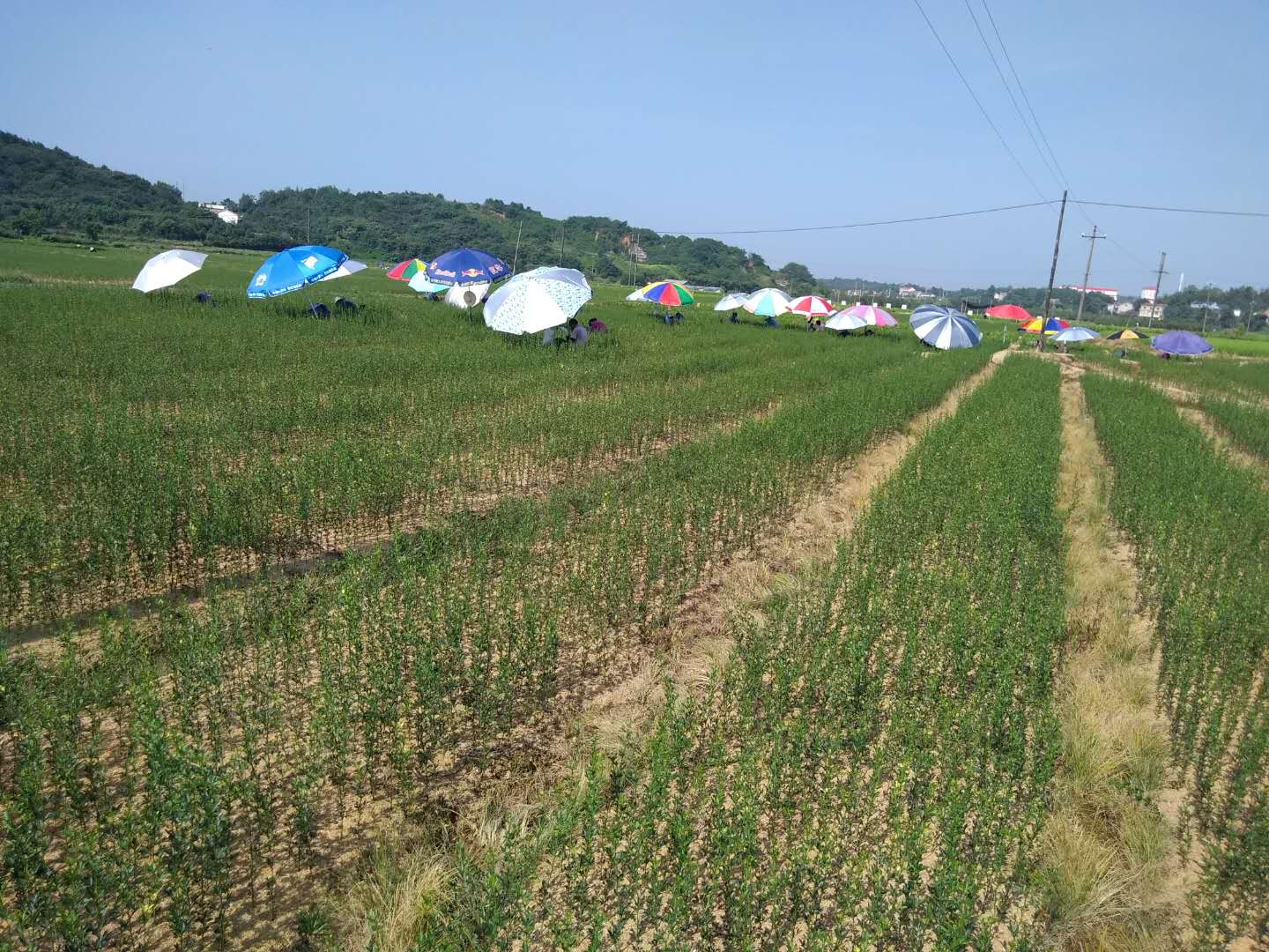 民間資本轉(zhuǎn)向農(nóng)業(yè)，成為投資新趨勢