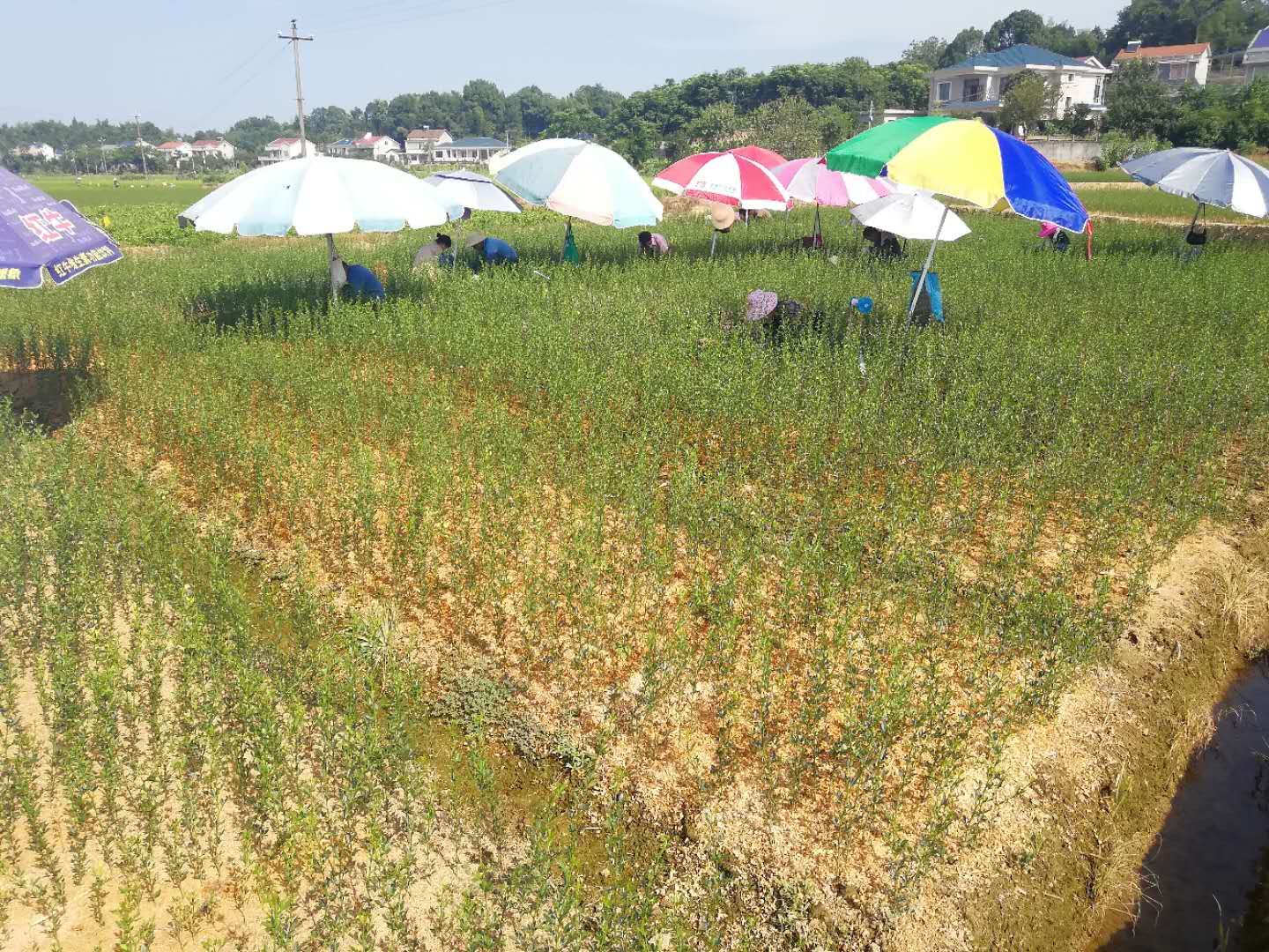 考生放棄本科讀?？?觀光農(nóng)業(yè)專業(yè)悄然走紅