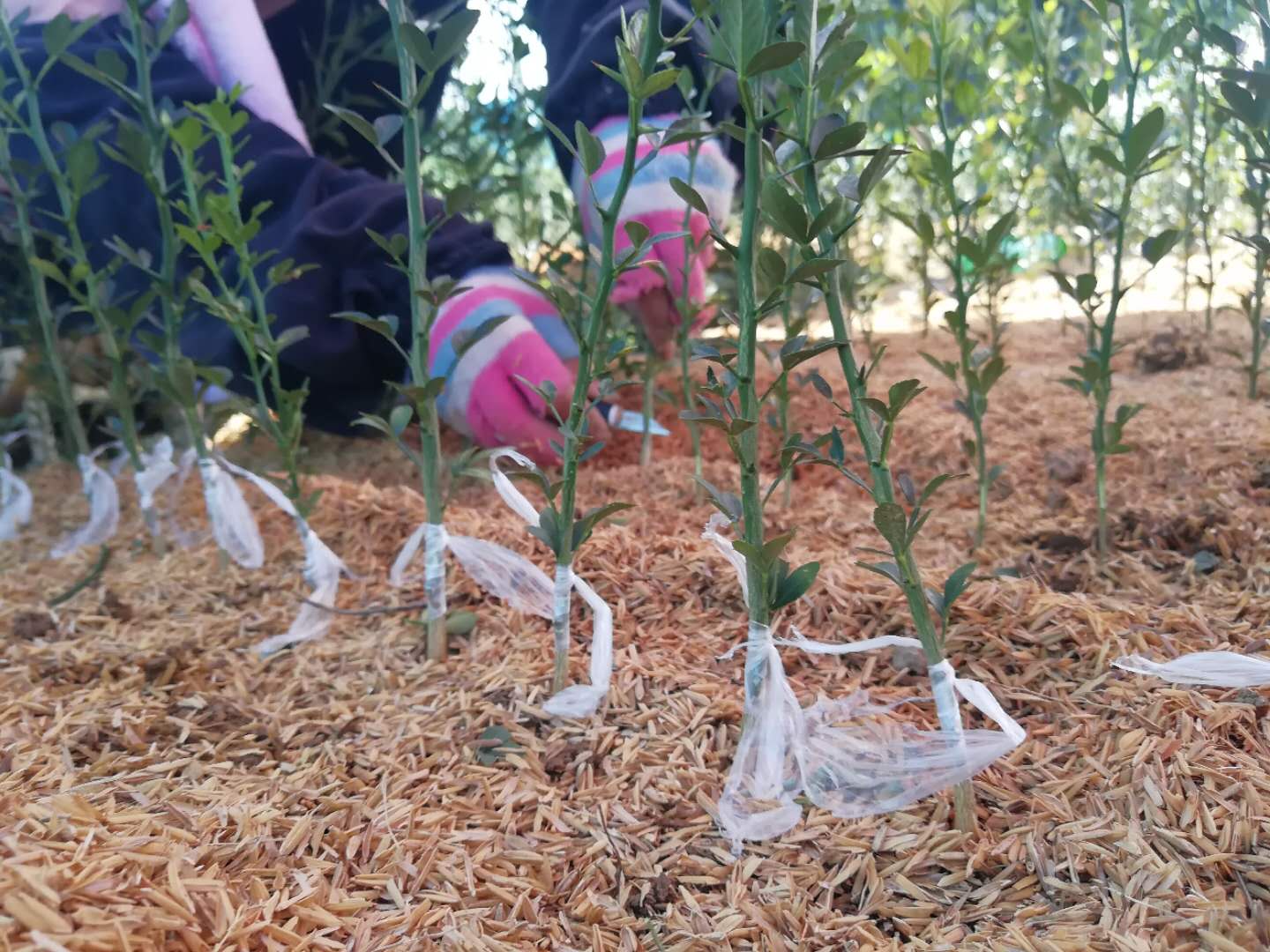 江西彭澤157家專業(yè)合作社架起致富“金橋”