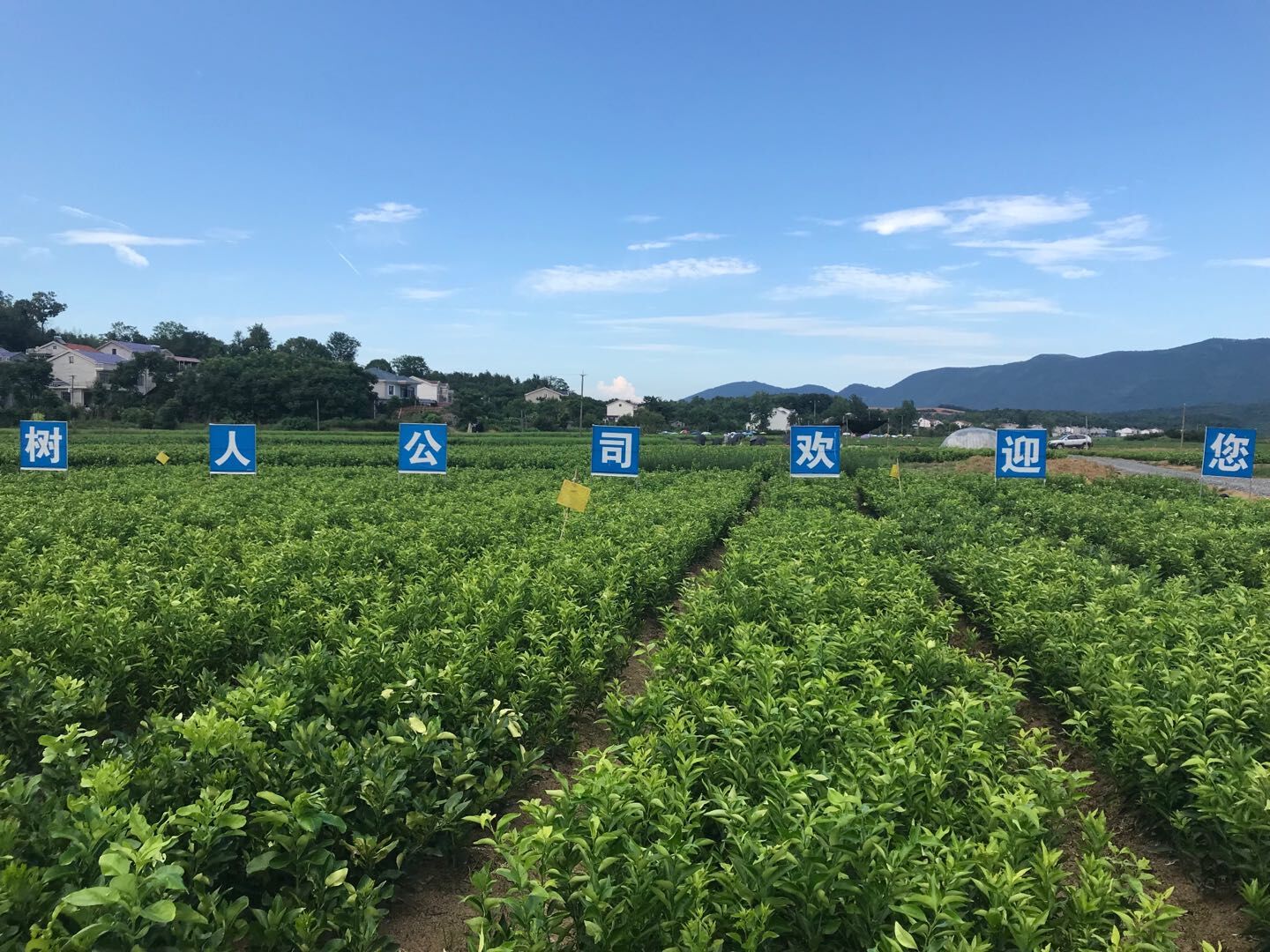 國(guó)內(nèi)綠化觀賞苗木行業(yè)的現(xiàn)狀分析