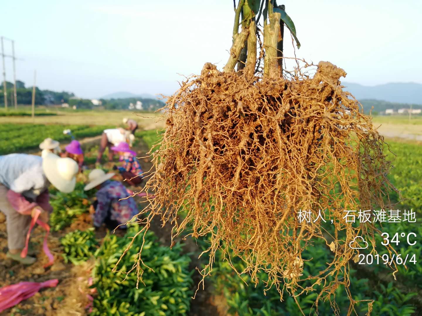 烈日炎炎，5萬株柑橘苗出貨！