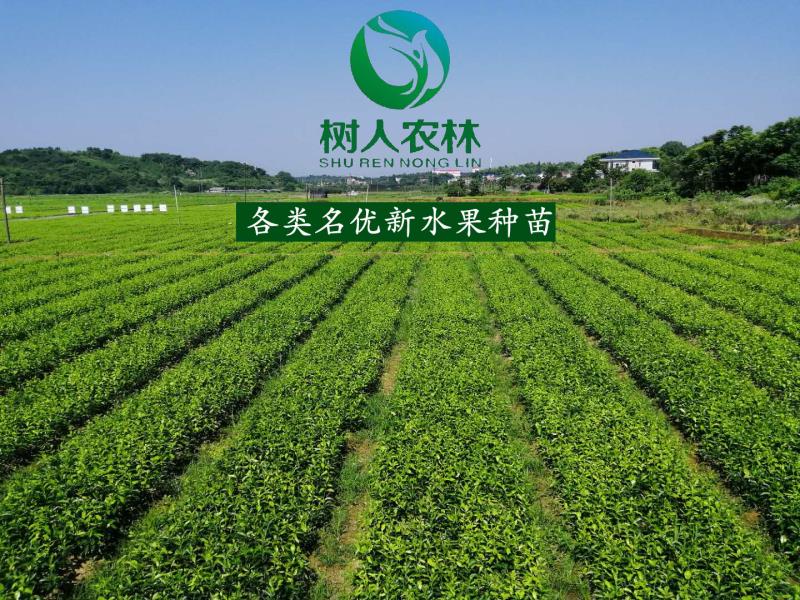 樹人公司2019年秋季嫁接正在緊張而有序的進(jìn)行中