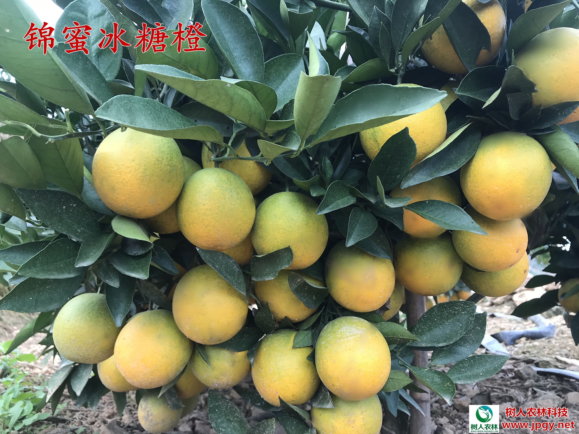 滿園碩果似錦，肉質甘甜如蜜