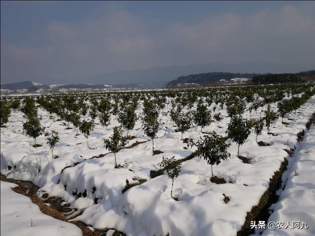 柑橘冬季清園這些事情不能落，否則又是白忙活