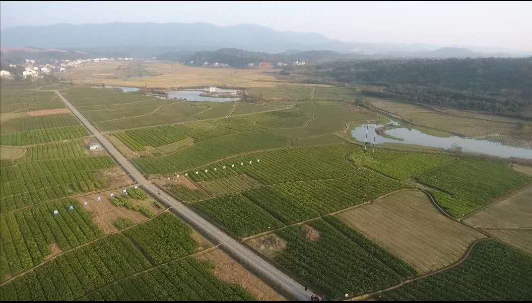 疫情下的植樹節(jié)：守護春天，種下希望