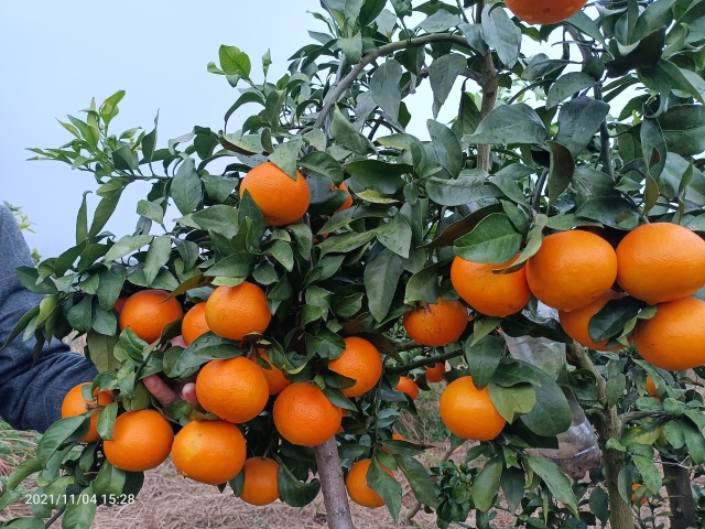 愛(ài)媛38號(hào)