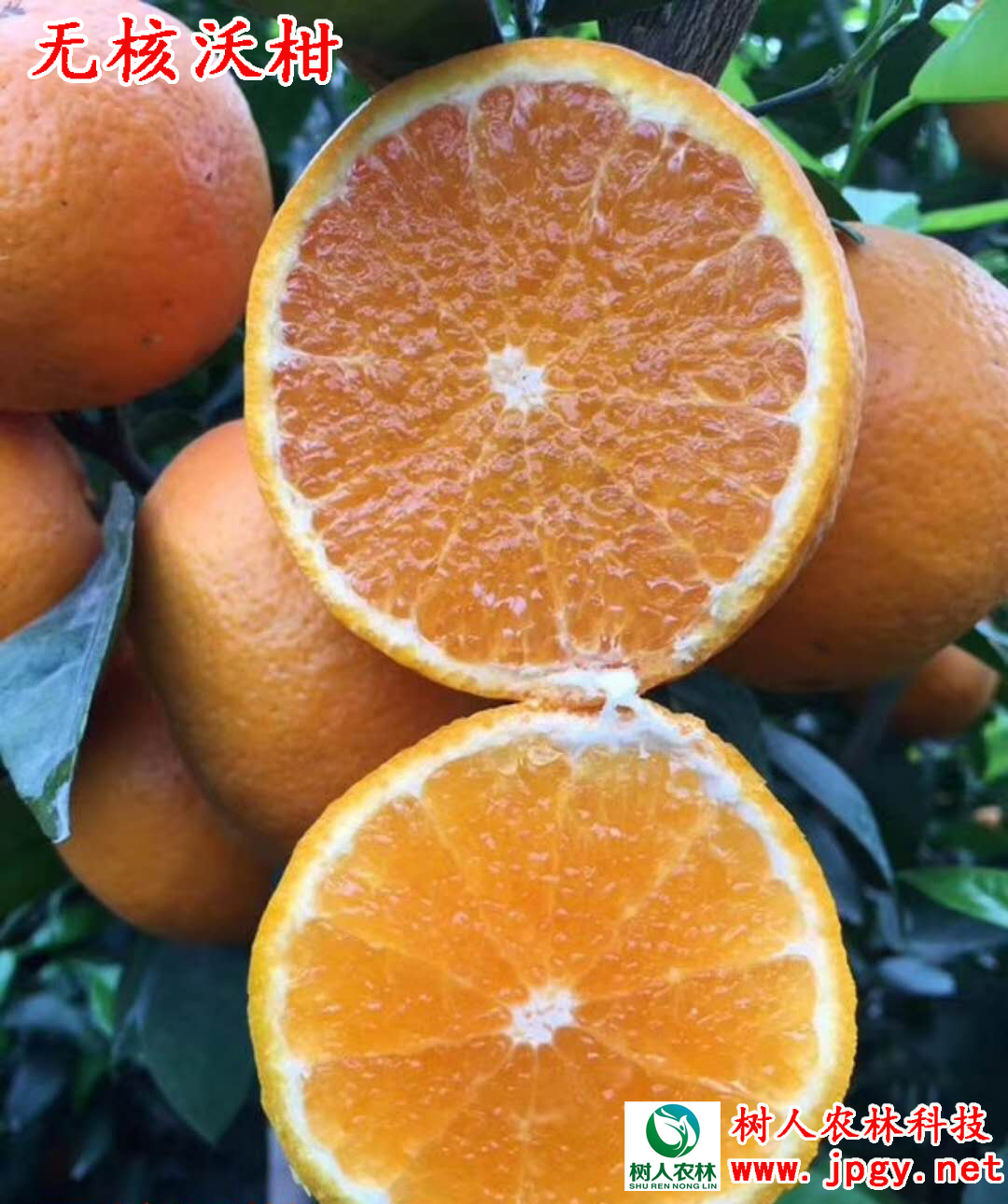 湖南樹人農(nóng)林科技有限公司,湖南柑橘品種銷售,中國果樹網(wǎng),常綠果樹類哪里好