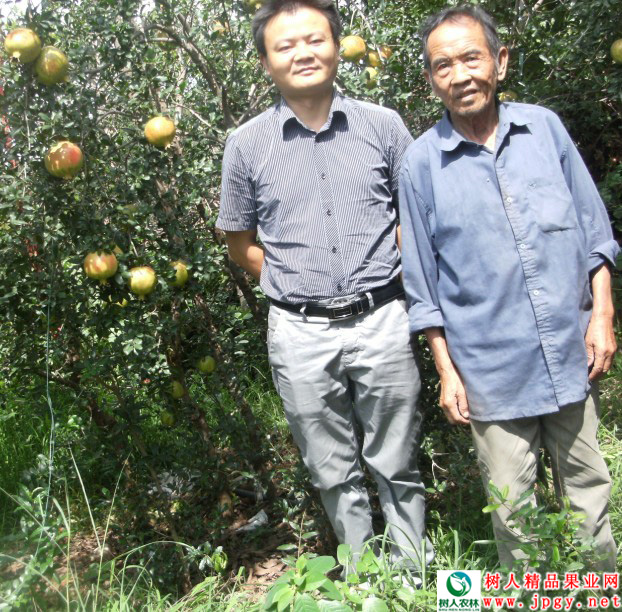 湖南樹(shù)人農(nóng)林科技有限公司,湖南柑橘品種銷(xiāo)售,中國(guó)果樹(shù)網(wǎng),常綠果樹(shù)類(lèi)哪里好