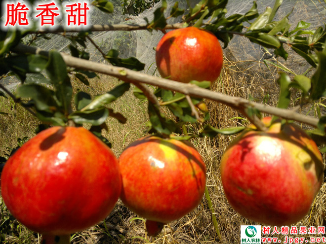 湖南樹(shù)人農(nóng)林科技有限公司,湖南柑橘品種銷(xiāo)售,中國(guó)果樹(shù)網(wǎng),常綠果樹(shù)類(lèi)哪里好