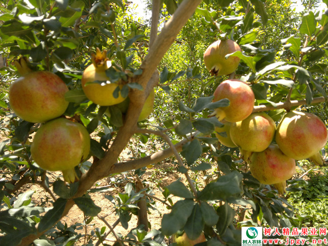 湖南樹(shù)人農(nóng)林科技有限公司,湖南柑橘品種銷(xiāo)售,中國(guó)果樹(shù)網(wǎng),常綠果樹(shù)類(lèi)哪里好