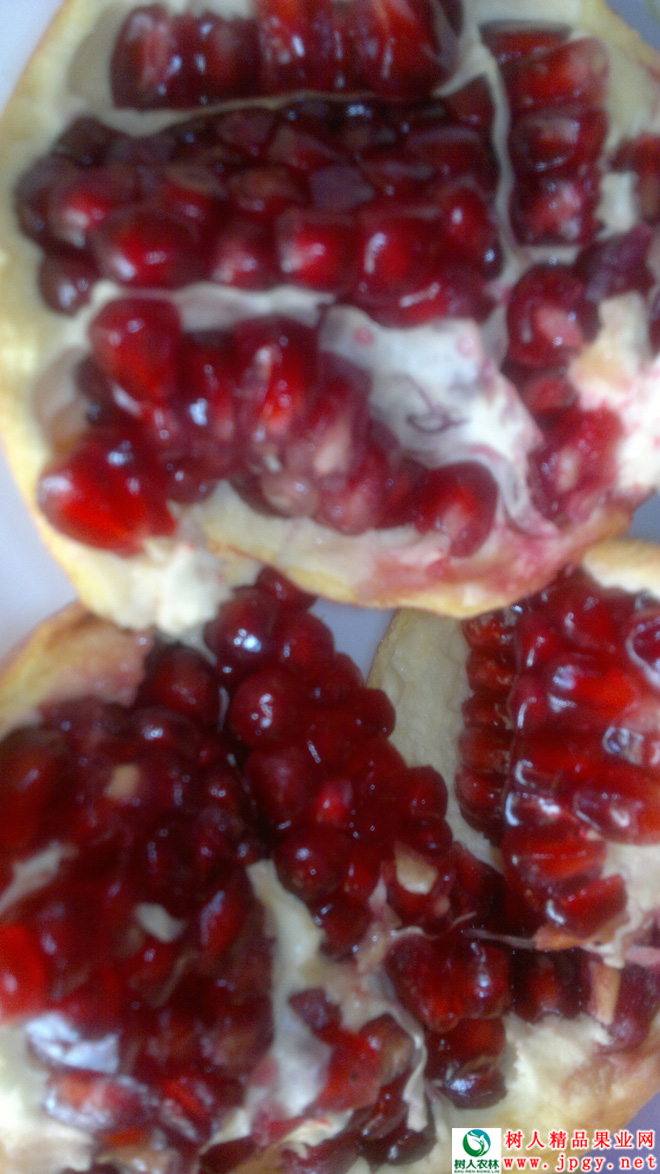 湖南樹(shù)人農(nóng)林科技有限公司,湖南柑橘品種銷(xiāo)售,中國(guó)果樹(shù)網(wǎng),常綠果樹(shù)類(lèi)哪里好