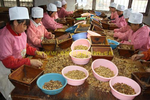 湖南樹人農(nóng)林科技有限公司,湖南柑橘品種銷售,中國果樹網(wǎng),常綠果樹類哪里好