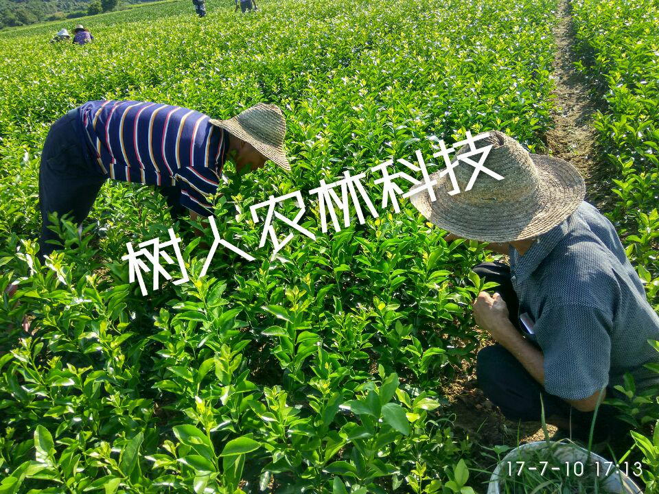 湖南樹人農(nóng)林科技有限公司,湖南柑橘品種銷售,中國果樹網(wǎng),常綠果樹類哪里好