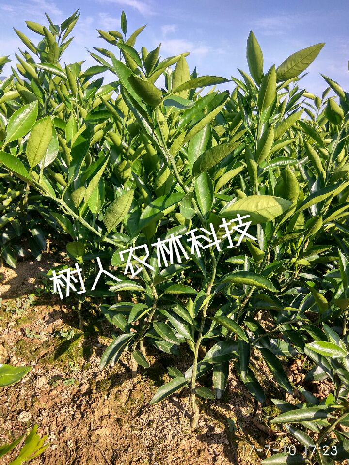 湖南樹人農(nóng)林科技有限公司,湖南柑橘品種銷售,中國果樹網(wǎng),常綠果樹類哪里好