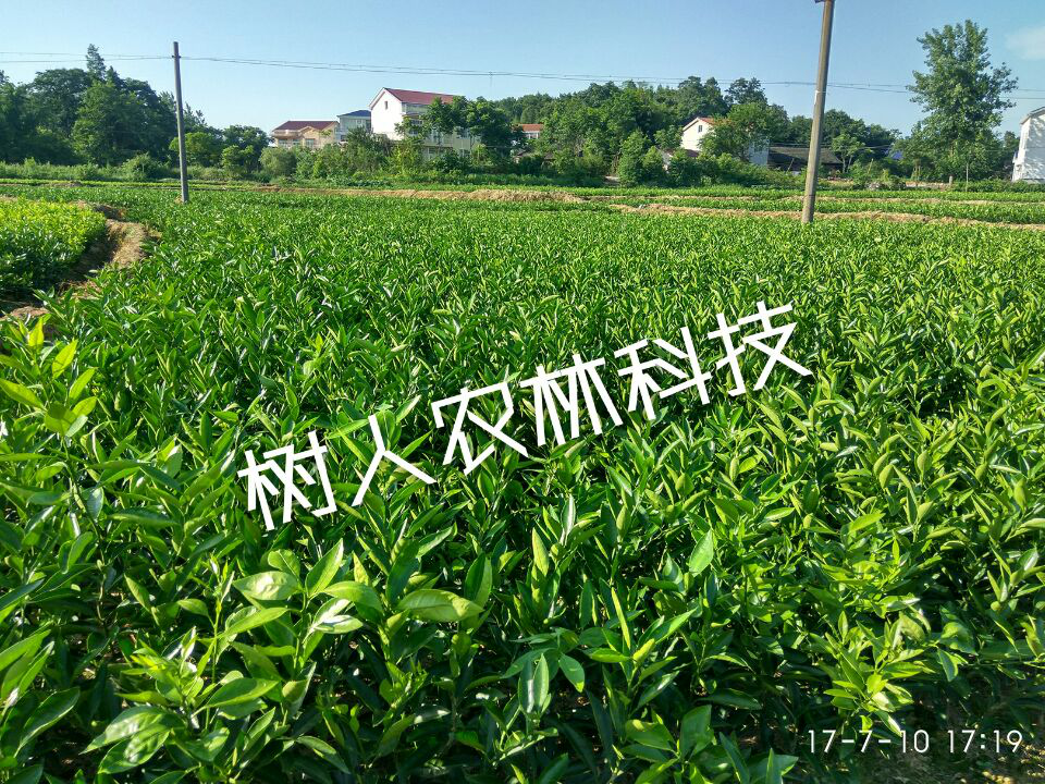 湖南樹人農(nóng)林科技有限公司,湖南柑橘品種銷售,中國果樹網(wǎng),常綠果樹類哪里好