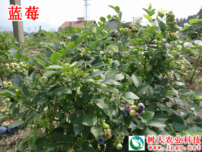 湖南樹人農(nóng)林科技有限公司,湖南柑橘品種銷售,中國果樹網(wǎng),常綠果樹類哪里好