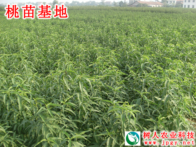 特種栽培技術(shù)