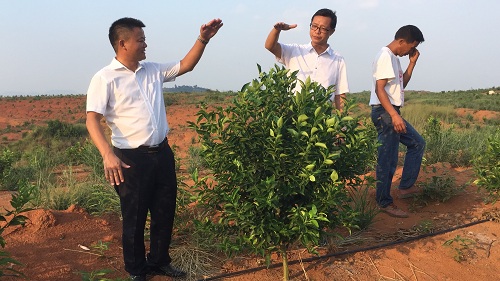 彩色油菜花的研究與開(kāi)發(fā)推廣