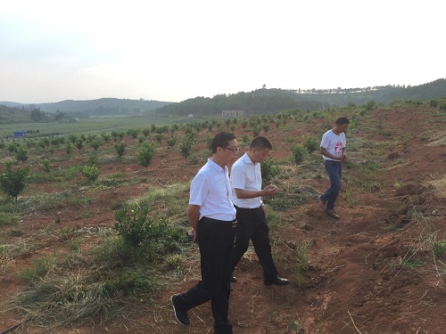 彩色油菜花的研究與開(kāi)發(fā)推廣