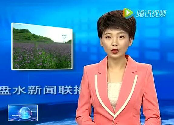 彩色油菜花的研究與開發(fā)推廣