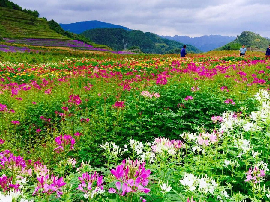彩色油菜花的研究與開發(fā)推廣