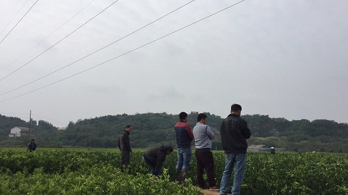 彩色油菜花的研究與開(kāi)發(fā)推廣